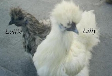 New silkies