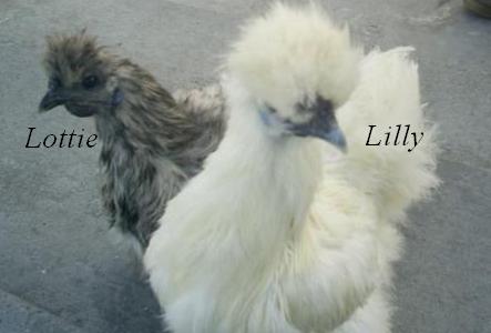 New silkies