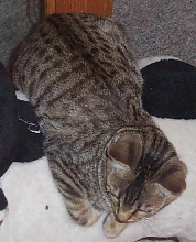 bengal kitten2