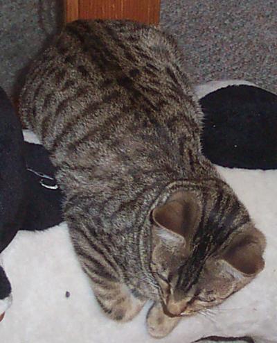 bengal kitten2