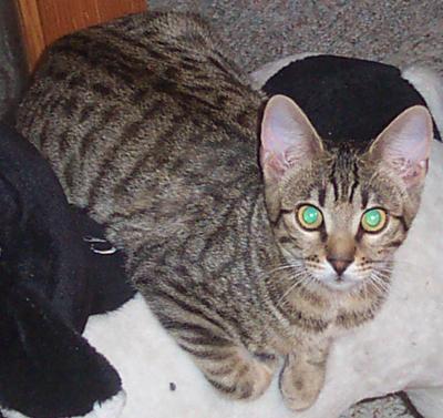 bengal kitten