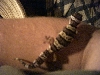 Leopard Gecko on my arm