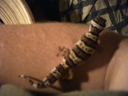 Leopard Gecko on my arm