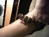 Leopard Gecko on my  arm #2