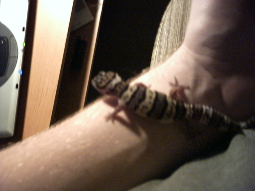 Leopard Gecko on my  arm #2