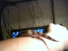 Leopard Gecko on my arm #3