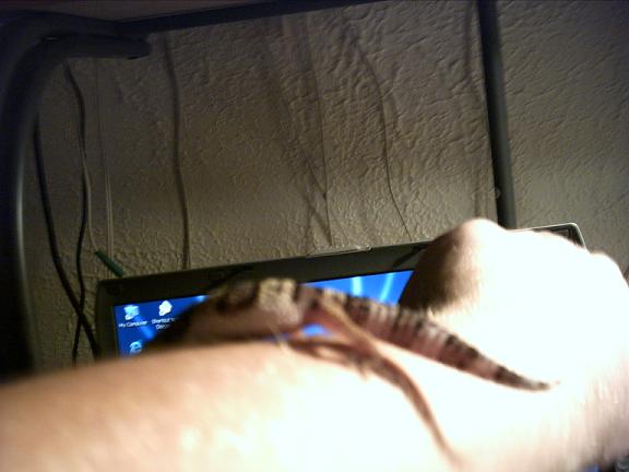 Leopard Gecko on my arm #3