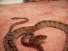 Male Amazon Tree Boa