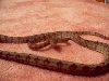Amazon Tree boa in attack mode
