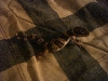 Leopard Gecko on my bed