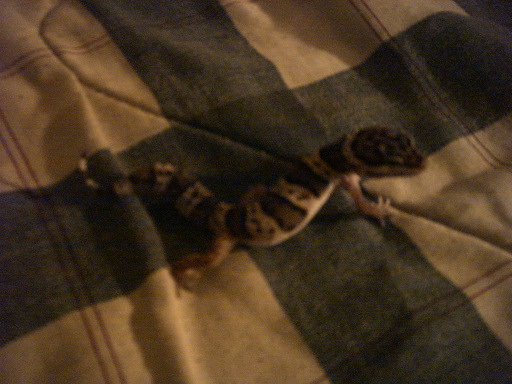 Leopard Gecko on my bed