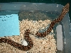 Female Dumeril Boa Baby