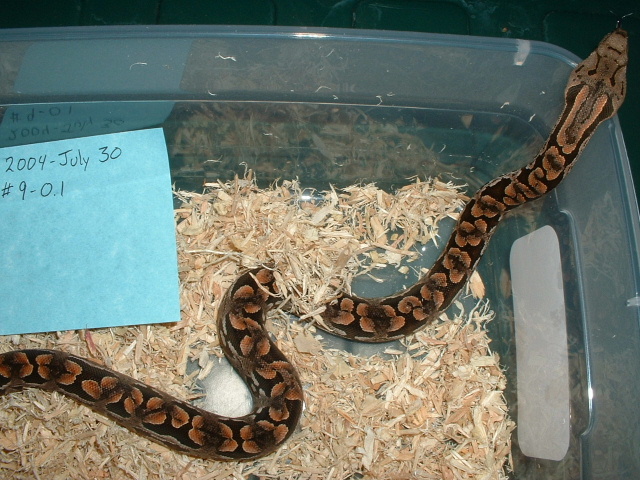 Female Dumeril Boa Baby