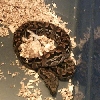 Day after shedding