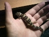 Leopard Gecko on hand