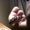 Leopard Gecko close up