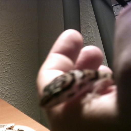 Leopard Gecko close up