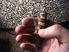 Gecko in hand #2