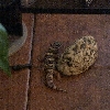 Leopard Gecko in aquarium