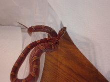dark red corn