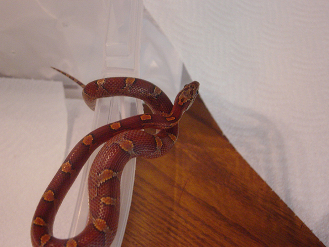 dark red corn