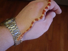 Amelanistic Corn
