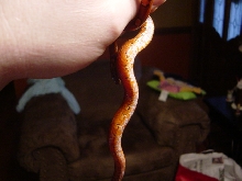red belly1