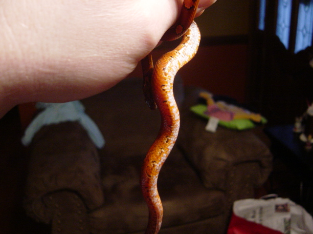 red belly1
