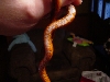 red belly 2