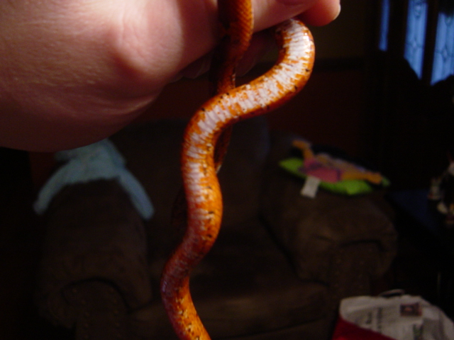 red belly 2