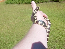 one and half year old cali king