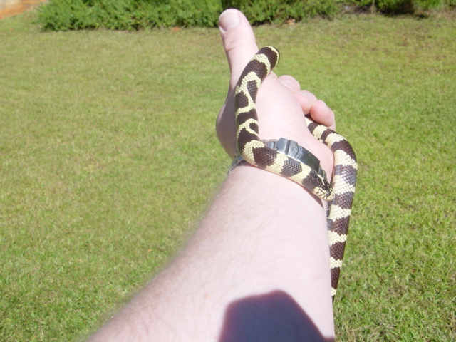 one and half year old cali king