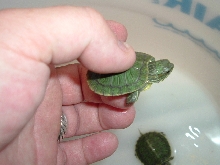 AON TURTLE 2