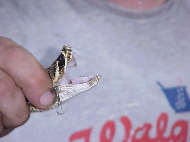 EASTERN DIAMONDBACK