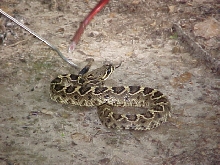 EASTERN DIAMONDBACK