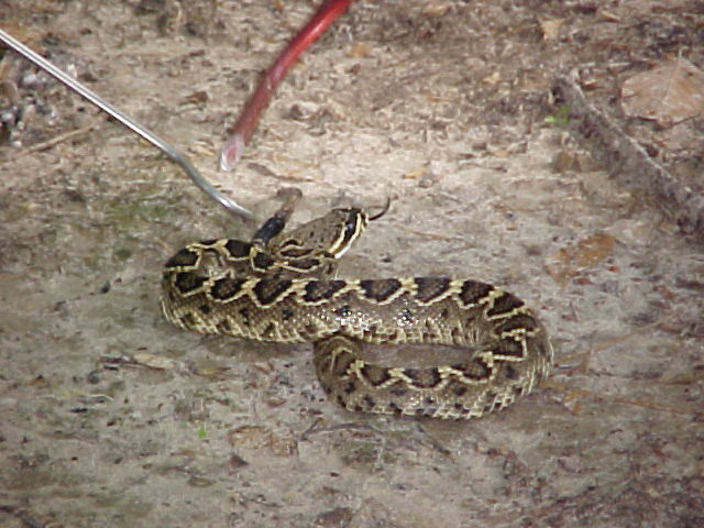 EASTERN DIAMONDBACK