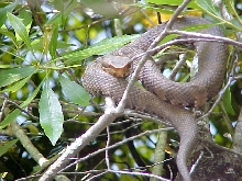 COTTON MOUTH
