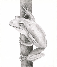 Green Tree Frog