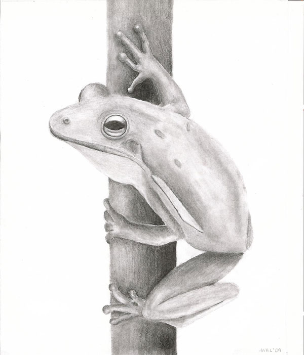 Green Tree Frog