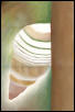 A Land Snail