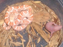 First Alibino Blackrat snake