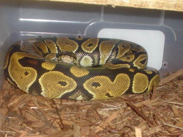 nice male