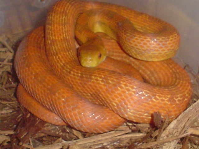Male Everglades (juvy)