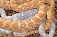 my corns