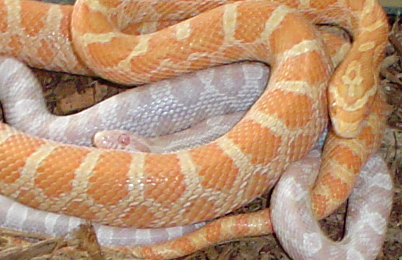 my corns