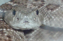 my buddies rattler