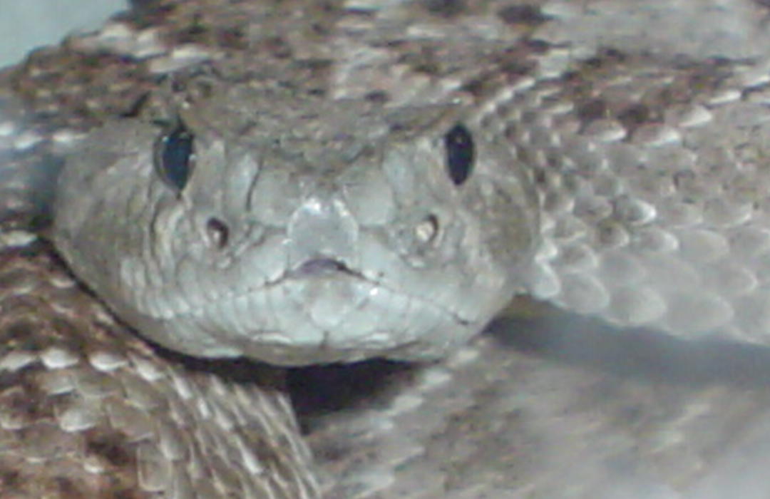 my buddies rattler