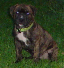 my shorty