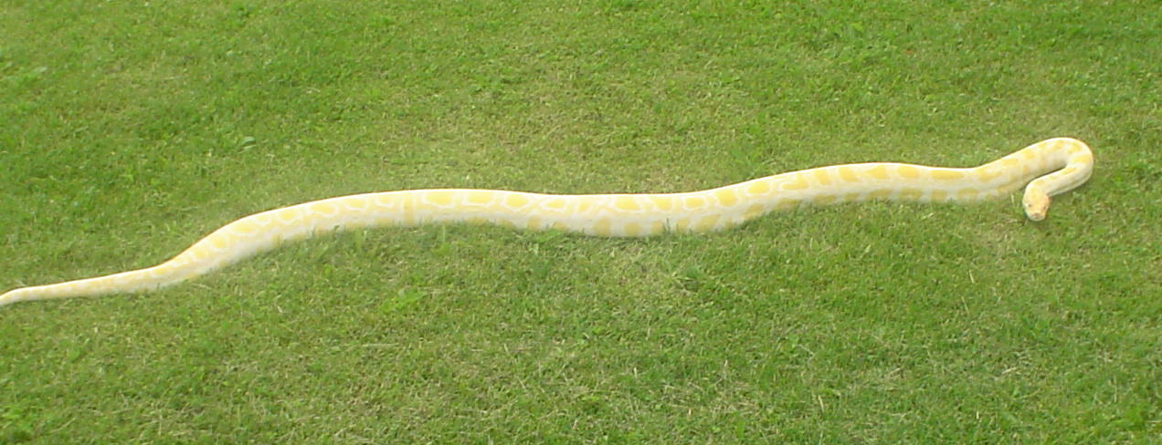 My female Burm