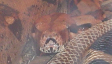 my boa male